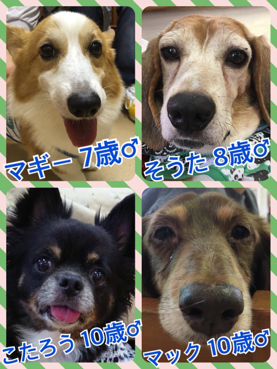 🐾今日の里親様募集中ワンコ🐶メンバーです🐾2018,8,1